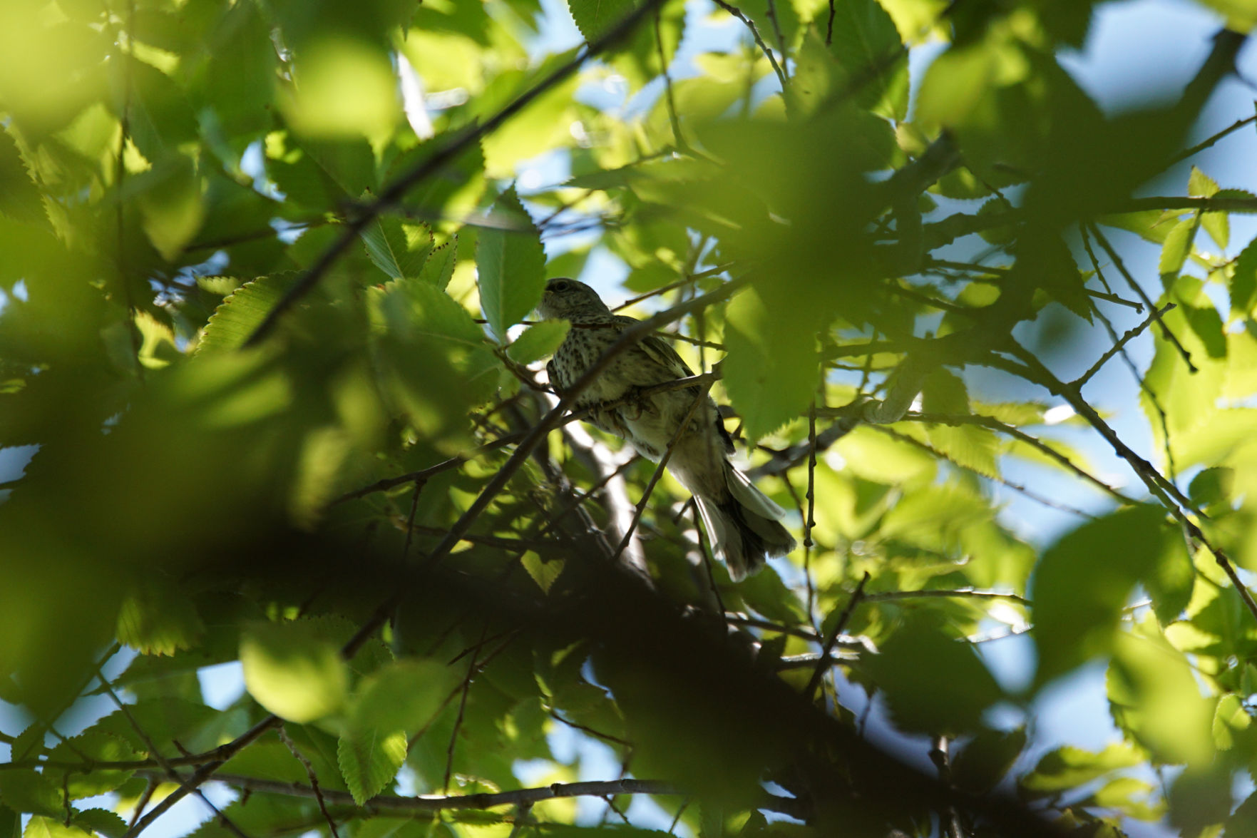 Bird